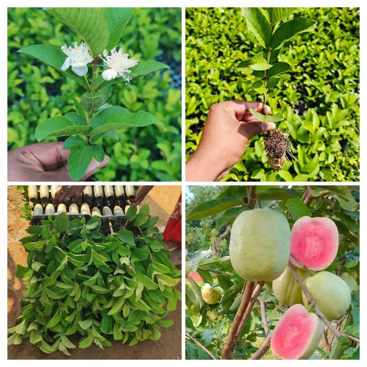 होलसेल मध्ये पेरू रोप मिळतील