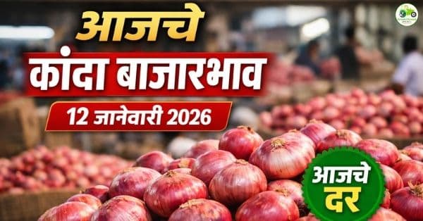 कांदा बाजारभाव 12 जानेवारी 2026 | महाराष्ट्रातील आजचे कांदा दर व आवक