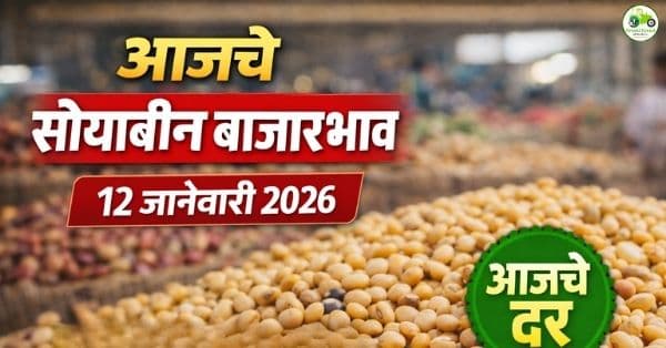 आजचे सोयाबीन बाजारभाव | 12 जानेवारी 2026 | महाराष्ट्रातील ताजे दर