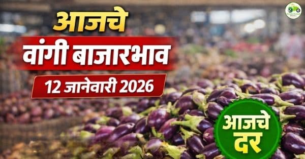आजचे वांगी बाजारभाव | 12 जानेवारी 2026 | महाराष्ट्रातील ताजे दर