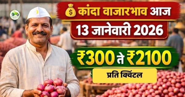 कांदा बाजारभाव 13 जानेवारी 2026 | आजचे ताजे दर, कारणे आणि पुढील अंदाज