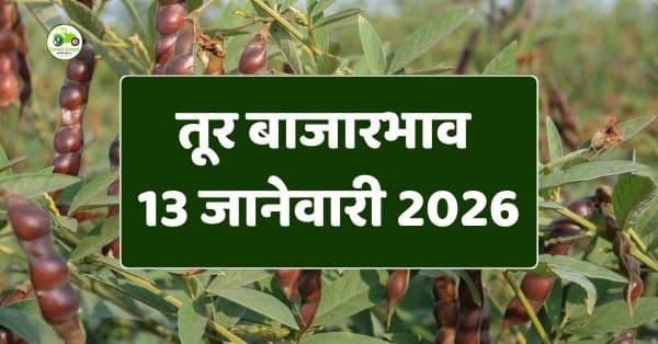 तूर बाजारभाव 13 जानेवारी 2026 | महाराष्ट्रातील आजचे ताजे दर