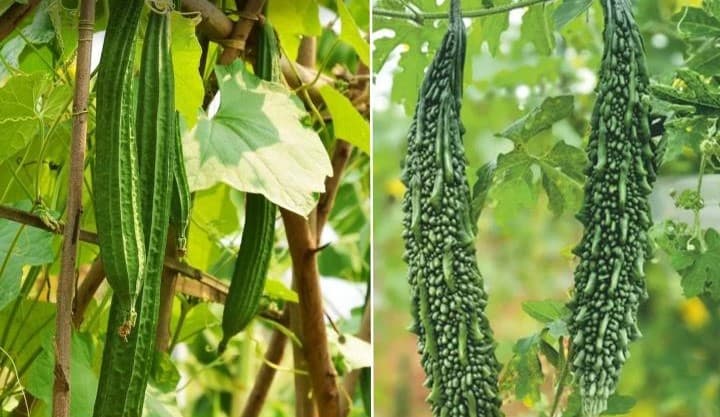 दोडका आणि कारले लागवड मार्गदर्शक | सुधारित पद्धतीने जास्त उत्पादन