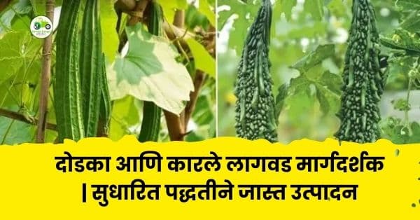 दोडका आणि कारले लागवड मार्गदर्शक | सुधारित पद्धतीने जास्त उत्पादन