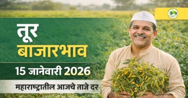 तूर बाजारभाव 15 जानेवारी 2026 | महाराष्ट्रातील आजचे ताजे तूर दर