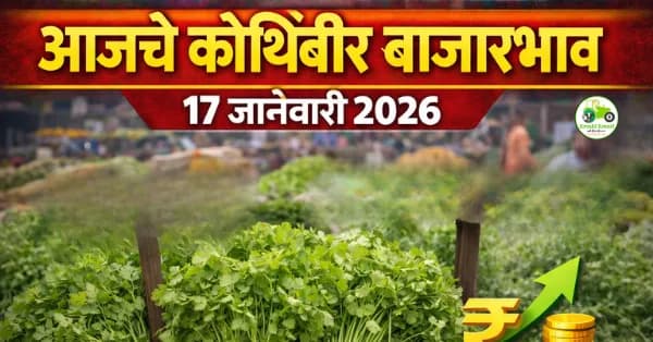 आजचे कोथिंबीर बाजारभाव 17 जानेवारी 2026 | महाराष्ट्र APMC दर