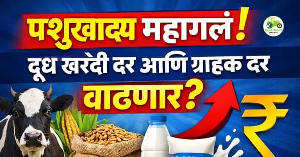 पशुखाद्य महागले, दूध दर वाढणार? महाराष्ट्रातील मोठे अपडेट