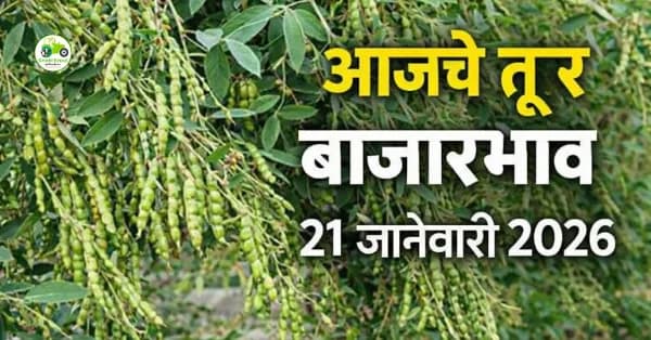 आजचे तूर बाजारभाव 21 जानेवारी 2026 | महाराष्ट्र तूर (अरहर) दर, आवक आणि विश्लेषण