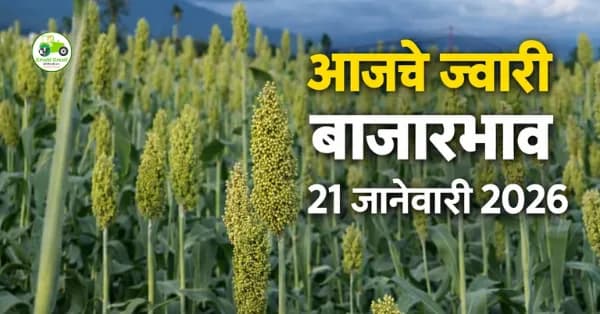आजचे ज्वारी बाजारभाव 21 जानेवारी 2026 | महाराष्ट्र ज्वारी दर, आवक आणि विश्लेषण