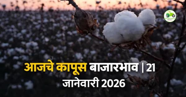 आजचे कापूस बाजारभाव 21 जानेवारी 2026 | महाराष्ट्र कापूस दर, आवक आणि विश्लेषण