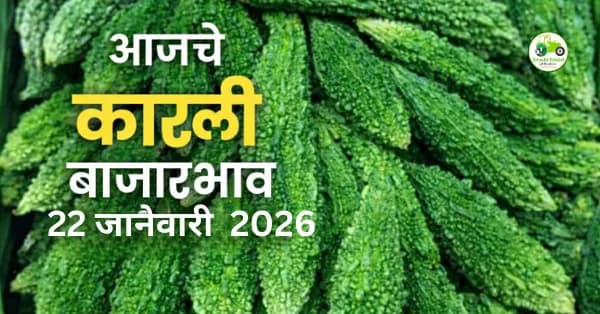 आजचे कारली बाजारभाव 22 जानेवारी 2026 | महाराष्ट्रातील ताजे दर
