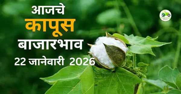 आजचे कापूस बाजारभाव 22 जानेवारी 2026 | महाराष्ट्रातील ताजे दर