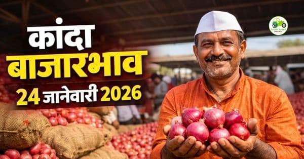 कांदा बाजारभाव 24 जानेवारी 2026 | महाराष्ट्रातील आजचे ताजे दर व बाजार स्थिती