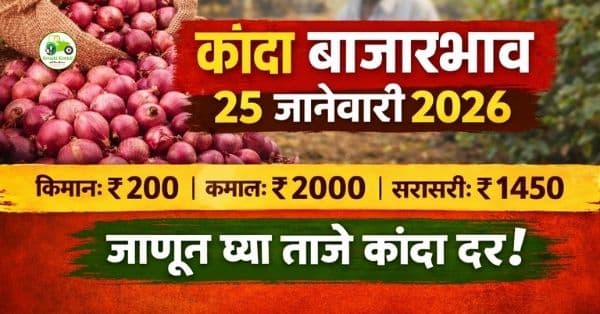कांदा बाजारभाव 25 जानेवारी 2026 | महाराष्ट्रातील आजचे ताजे कांदा दर