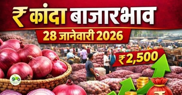 कांदा बाजारभाव 28 जानेवारी 2026 | आजचे ताजे कांदा दर महाराष्ट्र