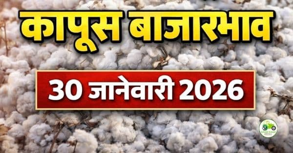 महाराष्ट्र कापूस बाजारभाव 30 जानेवारी 2026 | आजचे कापूस दर APMC