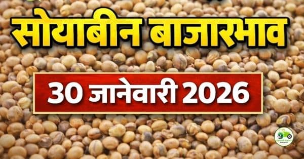 महाराष्ट्र सोयाबीन बाजारभाव 30 जानेवारी 2026