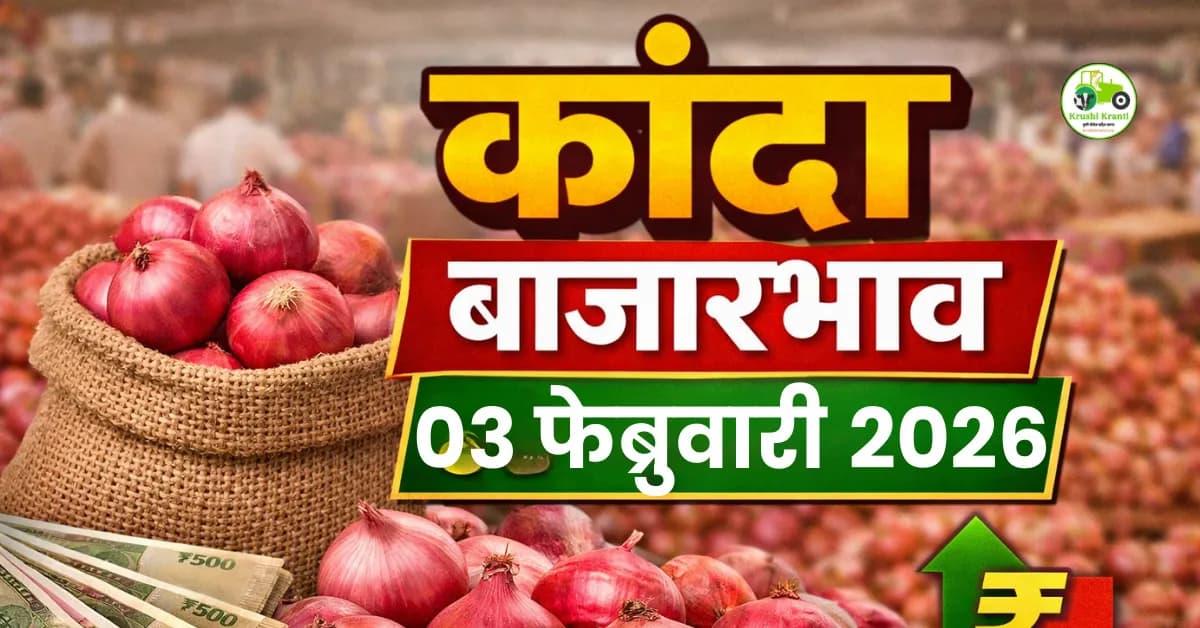 कांदा बाजारभाव 03 फेब्रुवारी 2026 | आजचे कांदा दर महाराष्ट्र