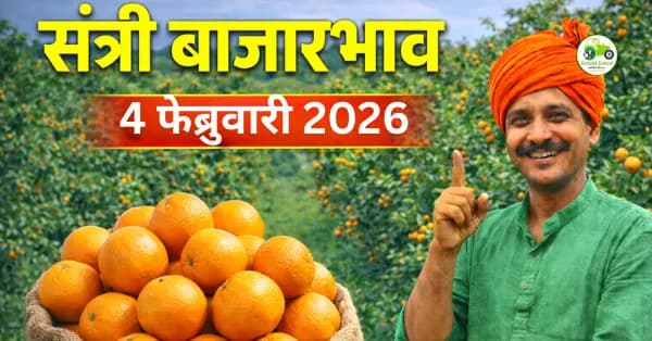 संत्री बाजारभाव 04 फेब्रुवारी 2026 | आजचे संत्री दर महाराष्ट्र