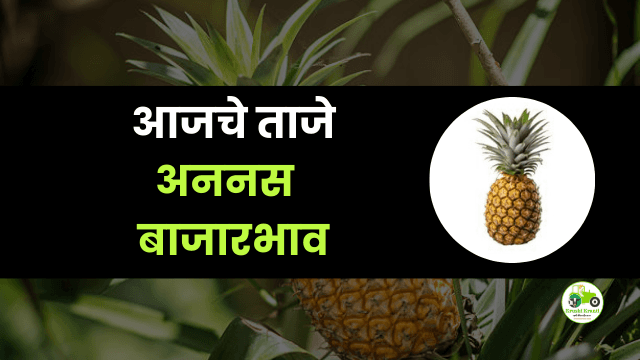 आजचे अननस बाजारभाव