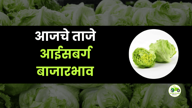 आजचे आईसबर्ग बाजारभाव