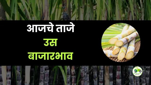 आजचा उस बाजारभाव