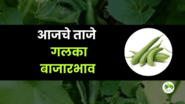 आजचे गलटॉप बाजारभाव