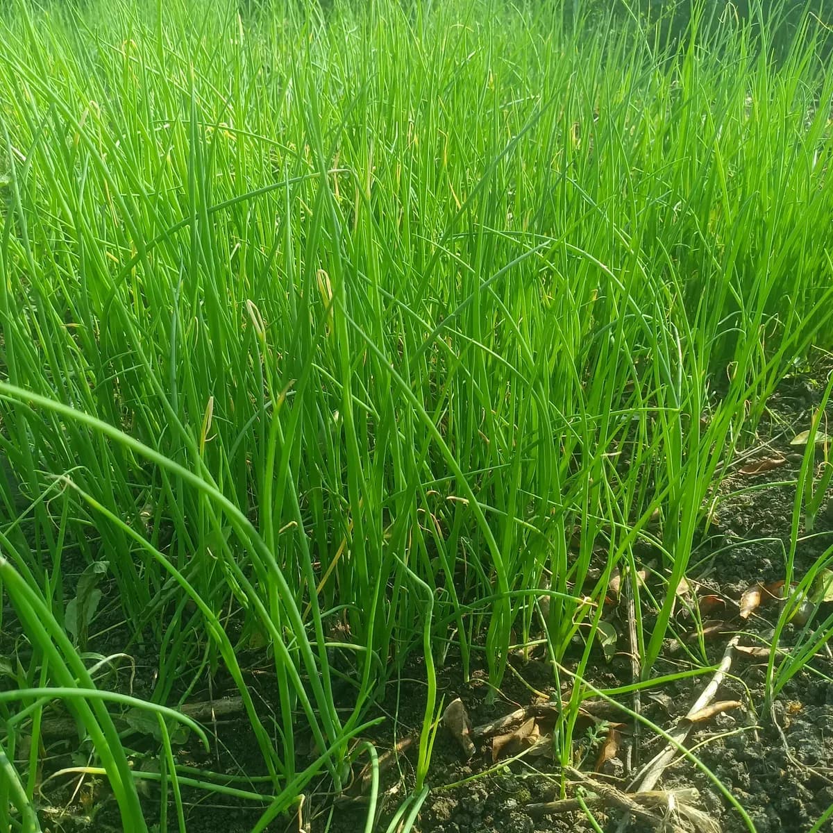 कांदा रोप विकणे आहे