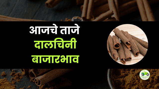आजची दालचिनी बाजारभाव