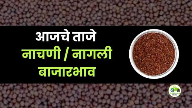 आजची नाचणी / नागली बाजारभाव