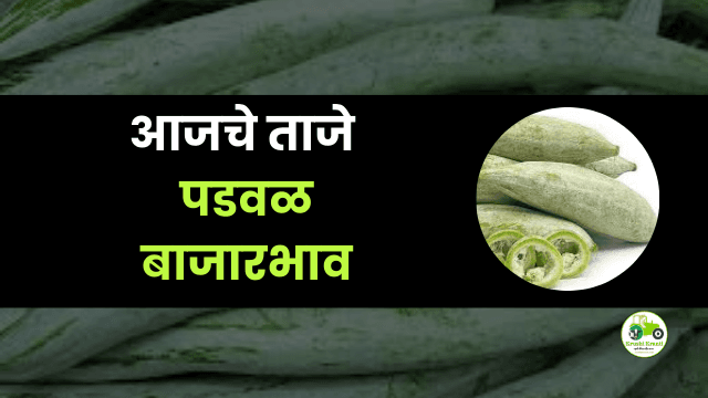 आजचे पडवळ बाजारभाव