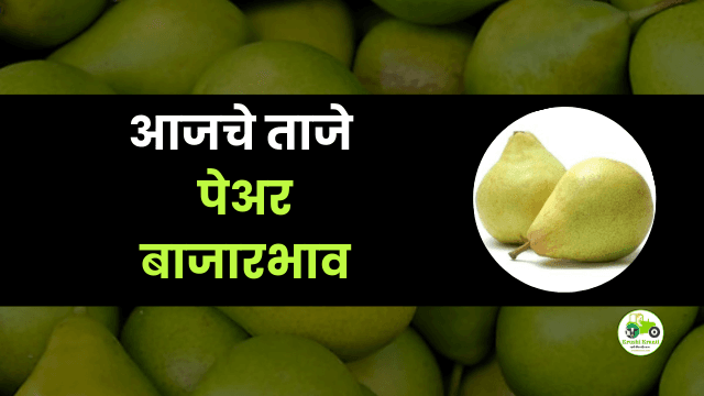 आजचे पेअर बाजारभाव