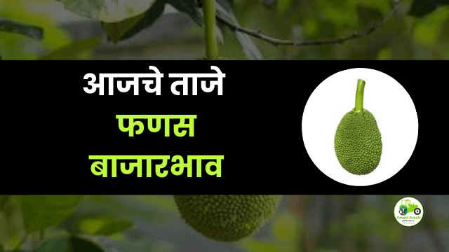 आजचे फणस बाजारभाव