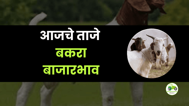 आजचे बकरा बाजारभाव