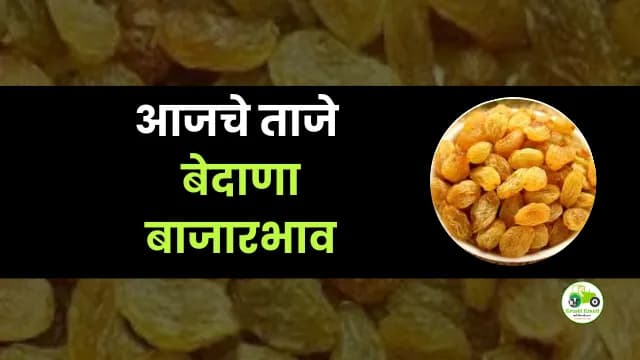 आजचे बेदाणा बाजारभाव