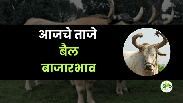 आजचे बैल बाजारभाव