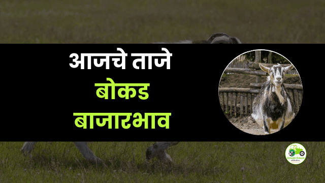 आजचे बोकड बाजारभाव