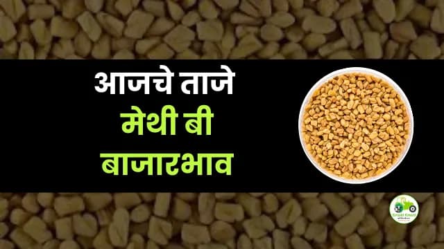 आजची मेथी बी बाजारभाव