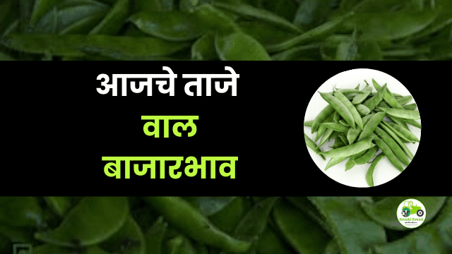 आजचे वाल बाजारभाव