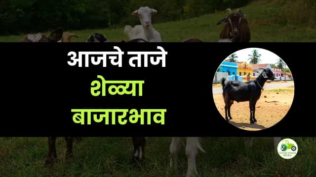 आजच्या शेळ्या बाजारभाव