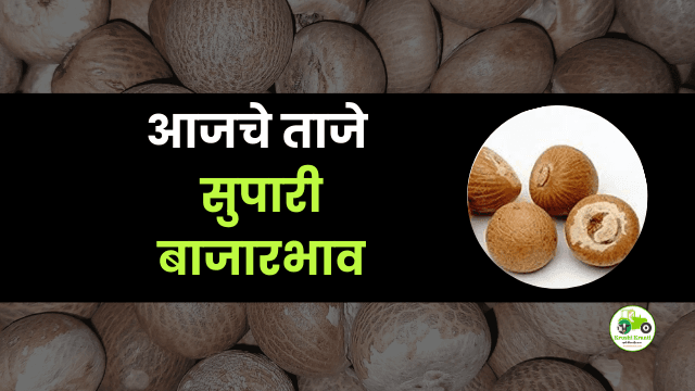 आजची सुपारी बाजारभाव