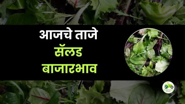 आजचे सॅलड बाजारभाव
