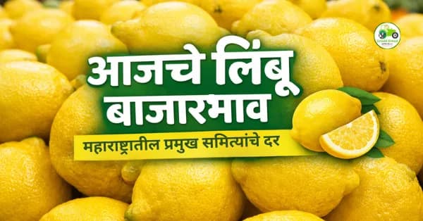लिंबू बाजारभाव विश्लेषण | मुंबई, नागपूर, नाशिक, सोलापूर दर आज