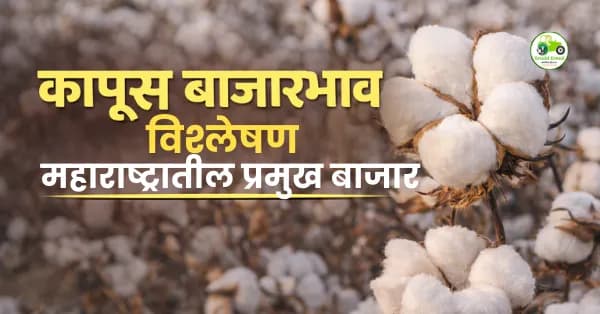 कापूस बाजारभाव आज | अकोला, अमरावती दर ₹8,000 च्या जवळ