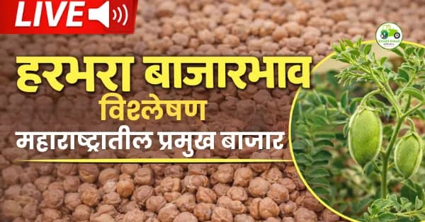 हरभरा बाजारभाव आज | अकोला, अमरावती, जळगाव दर अपडेट