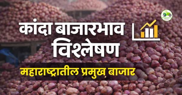 कांदा बाजारभाव 12 फेब्रुवारी 2026 | येवला, सोलापूर, पुणे दर अपडेट