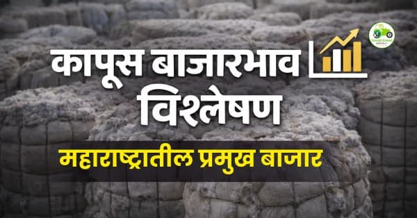 कापूस बाजारभाव 12 फेब्रुवारी 2026 | अकोला, पुलगाव, जालना दर अपडेट