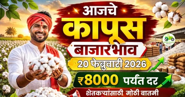 कापूस बाजारभाव 20 फेब्रुवारी 2026 | आजचे कापूस दर महाराष्ट्र