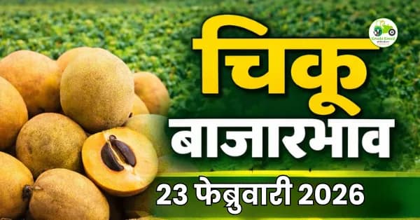 चिकू बाजारभाव 23 फेब्रुवारी 2026 | आजचे चिकू दर महाराष्ट्र