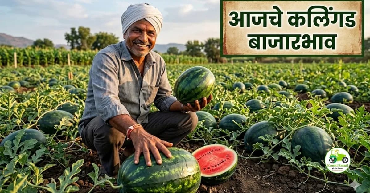 कलिंगड बाजारभाव 28 फेब्रुवारी 2026 | सांगली, श्रीरामपूर, अकलुज आजचे ताजे दर